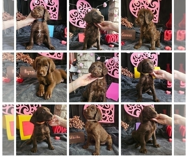 Medium Photo #2  Breeder Profile in SAN ANTONIO, TX, USA