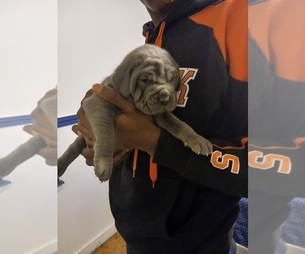 Medium Photo #9  Breeder Profile in DETROIT, MI, USA