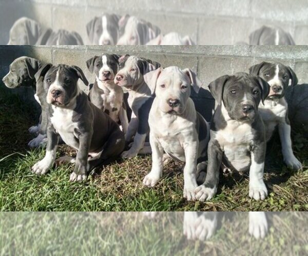 Medium Photo #1  Breeder Profile in MENIFEE, CA, USA