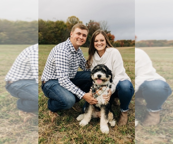 Medium Photo #1  Breeder Profile in VALLONIA, IN, USA