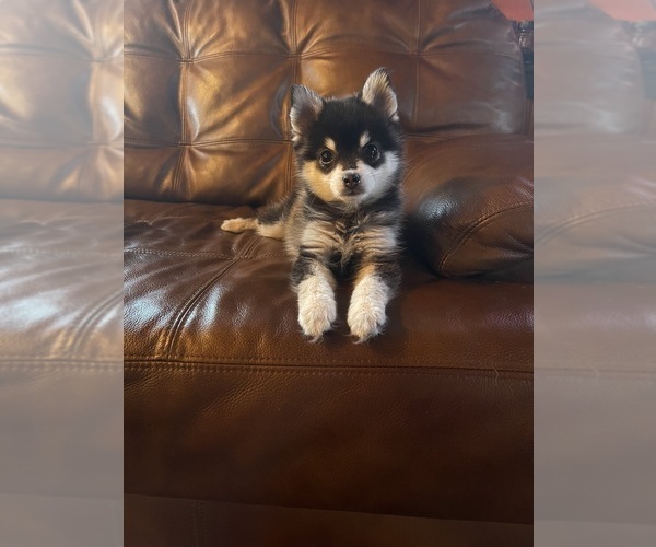 Medium Photo #23  Breeder Profile in STAPLES, MN, USA