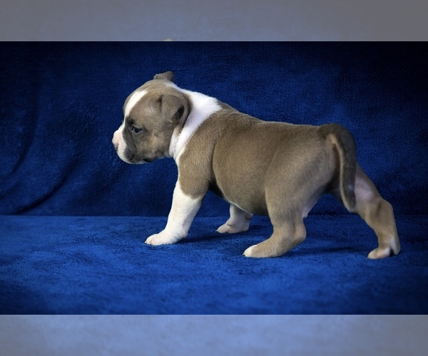 Medium Photo #10  Breeder Profile in ATLANTA, GA, USA