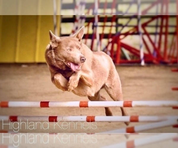 Medium Photo #9  Breeder Profile in CAMAS, WA, USA