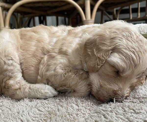 Medium Photo #1  Breeder Profile in HOUSTON, TX, USA