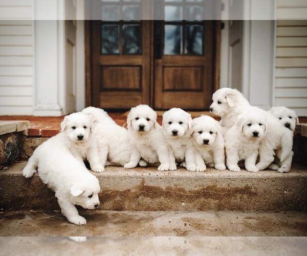 Medium Photo #1  Breeder Profile in ELKHORN, WI, USA