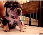 Small #24 Breeder Profile image