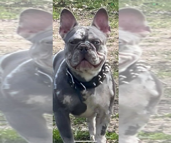 Medium Photo #1  Breeder Profile in HAZELWOOD, MO, USA