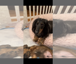 Small #36 Breeder Profile image
