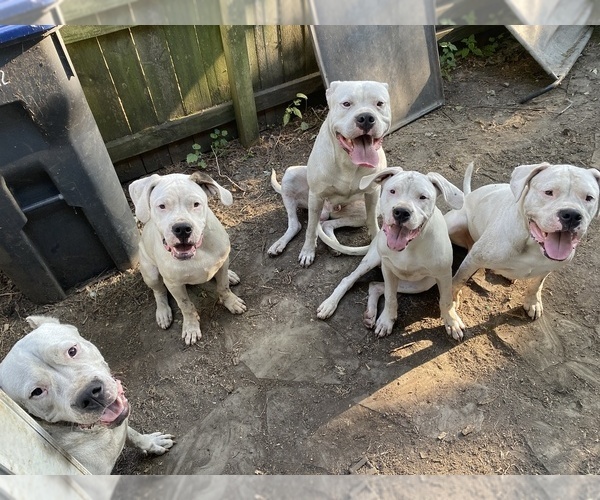 Medium Photo #1  Breeder Profile in ZION, IL, USA