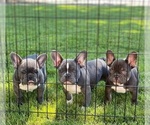 Small breeder photo
