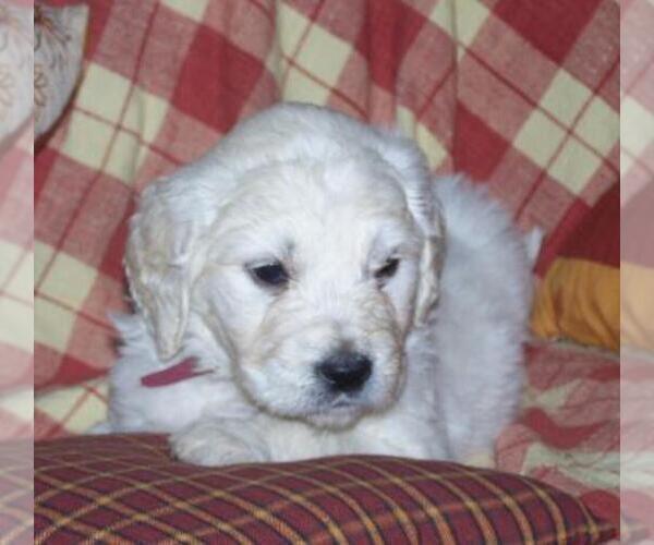 Medium Photo #1  Breeder Profile in CHILLICOTHE, OH, USA