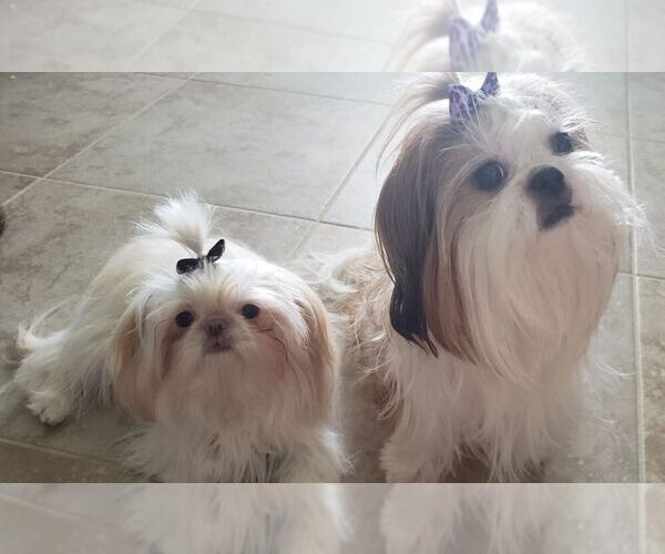 Medium Photo #18  Breeder Profile in WESLEY CHAPEL, FL, USA