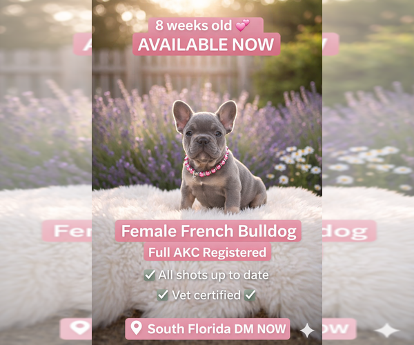 Medium Photo #5  Breeder Profile in CORAL SPRINGS, FL, USA