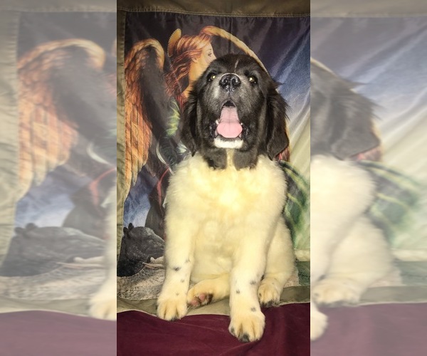Medium Photo #1  Breeder Profile in MONTGOMERY CENTER, VT, USA