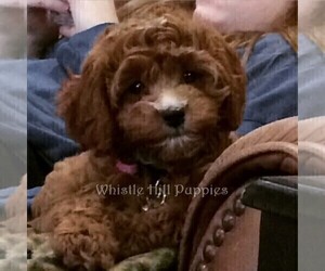 Cavapoo Dog Breeder near DENVER, PA, USA