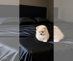 Small #41 Breeder Profile image