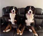 Small breeder photo