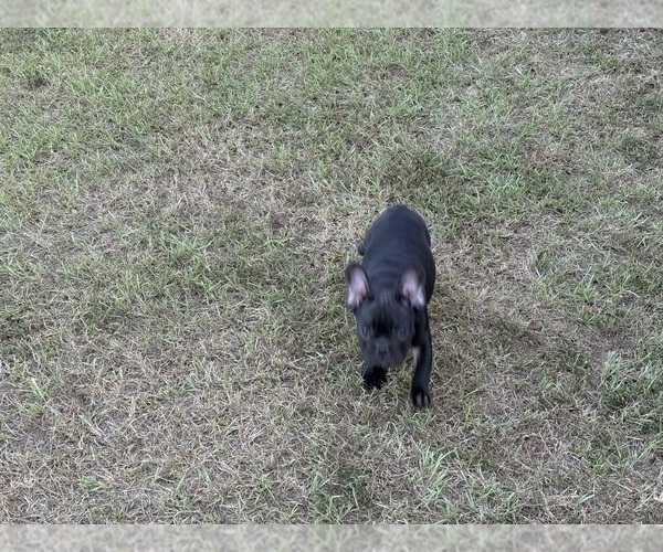 Medium Photo #8  Breeder Profile in LONGVIEW, TX, USA