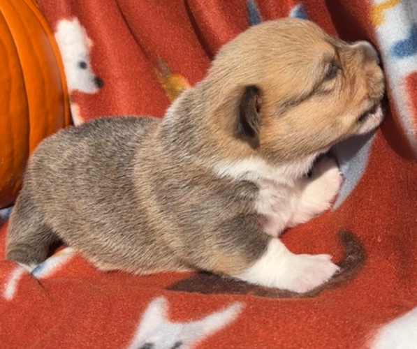 Medium Photo #11  Breeder Profile in MIDLOTHIAN, TX, USA