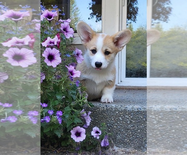 Medium Photo #1  Breeder Profile in ROY, WA, USA