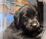 Small breeder photo