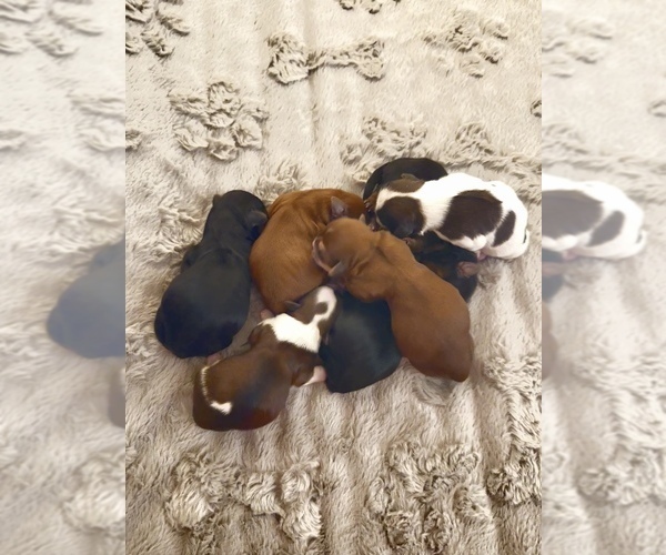 Medium Photo #4  Breeder Profile in MONTGOMERY VILLAGE, MD, USA