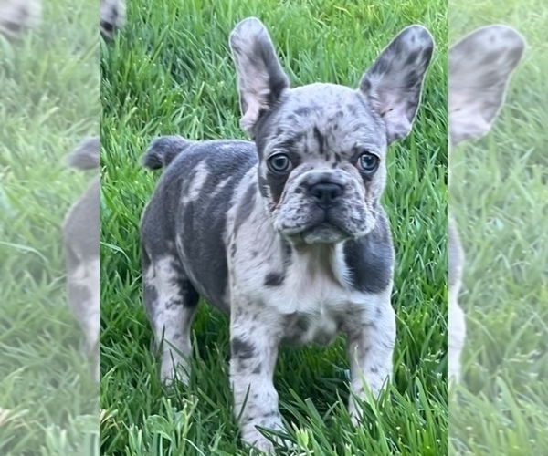 Medium Photo #1  Breeder Profile in NORCO, CA, USA