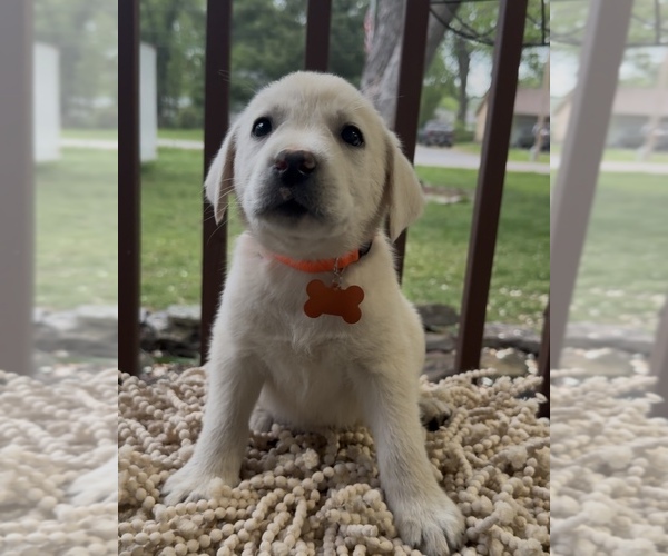 Medium Photo #4  Breeder Profile in SPRINGFIELD, MO, USA