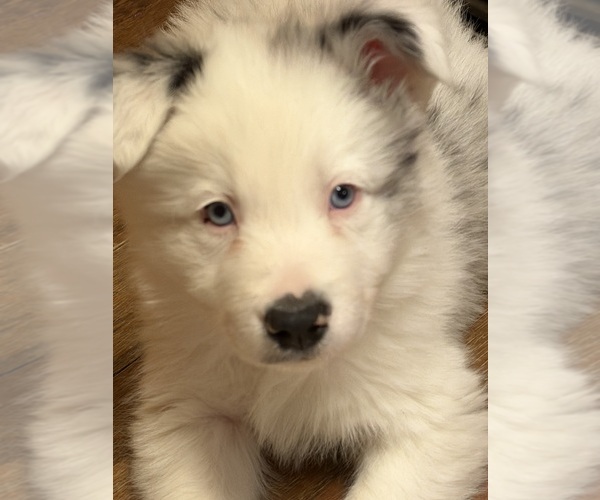 Medium Photo #3  Breeder Profile in FRANKFORT, IL, USA