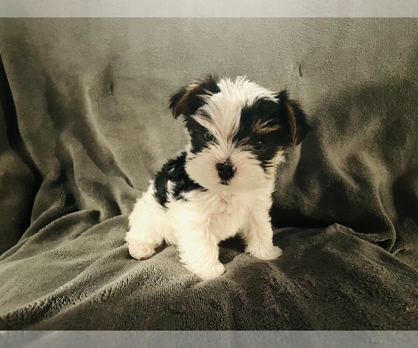 Medium Photo #1  Breeder Profile in MADILL, OK, USA