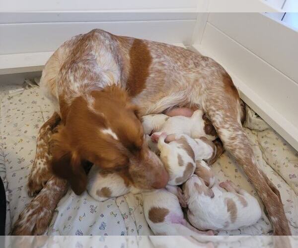 Medium Photo #157  Breeder Profile in HORTENSE, GA, USA