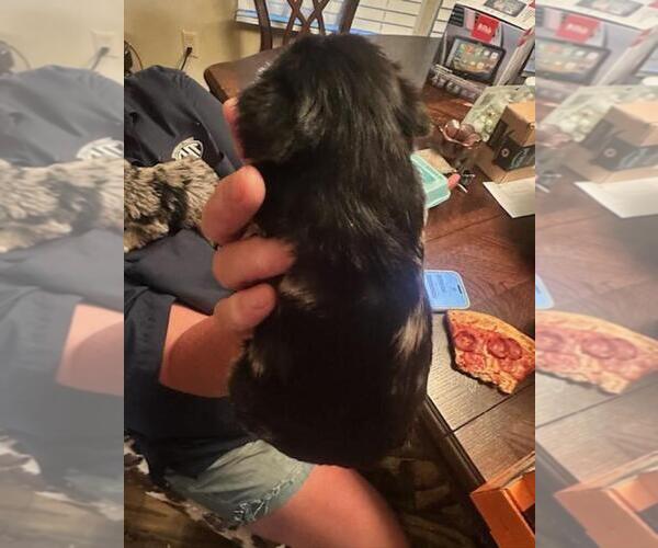 Medium Photo #2  Breeder Profile in OCILLA, GA, USA