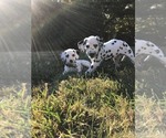 Small #2 Breeder Profile image