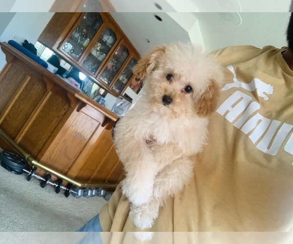 Medium Photo #5  Breeder Profile in VICTORVILLE, CA, USA