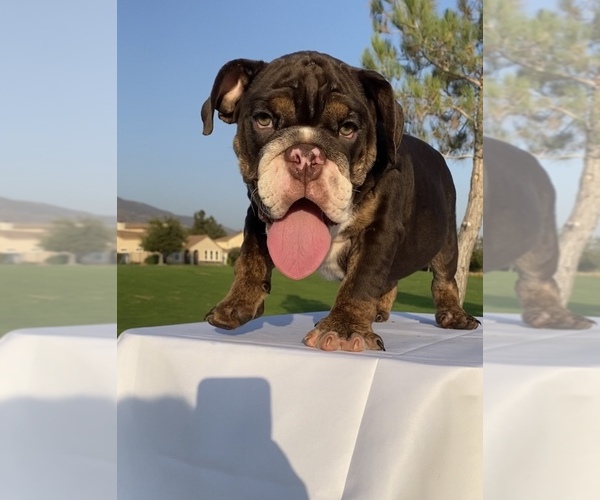 Medium Photo #1  Breeder Profile in DEL ROSA, CA, USA