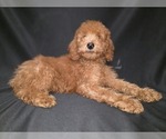 Small #10 Breeder Profile image