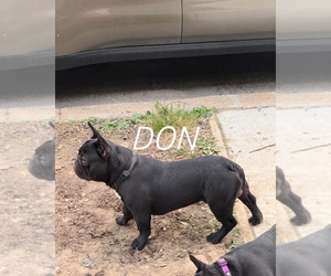 French Bulldog Dog Breeder near BALTIMORE, MD, USA