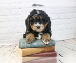 Small Photo #2  Breeder Profile in DUNDEE, OH, USA