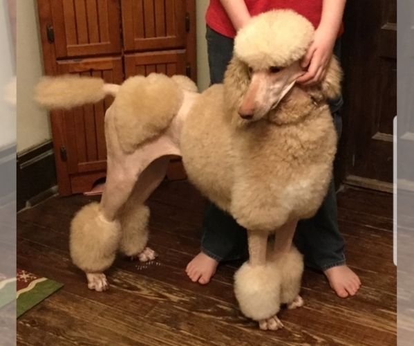 Medium Photo #1  Breeder Profile in ELSBERRY, MO, USA