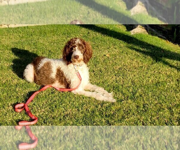 Medium Photo #3  Breeder Profile in CHULA VISTA, CA, USA