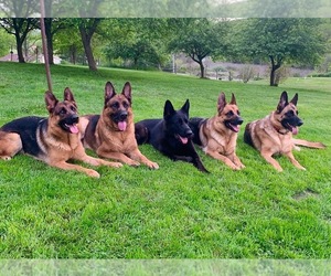 German Shepherd Dog Dog Breeder near DILLINER, PA, USA