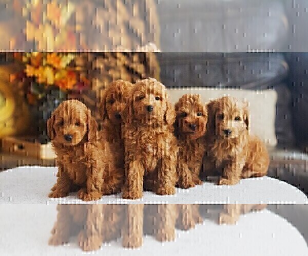 Medium Photo #6  Breeder Profile in HALTOM CITY, TX, USA