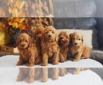 Small #5 Breeder Profile image