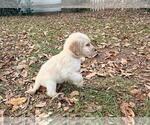 Small #33 Breeder Profile image