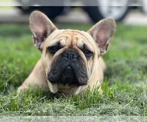 French Bulldog Dog Breeder near LEBANON, KY, USA