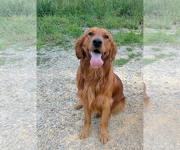 Medium Photo #5  Breeder Profile in SWEETWATER, TN, USA