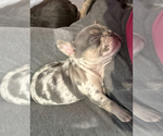 Small #4 Breeder Profile image