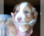 Small #37 Breeder Profile image