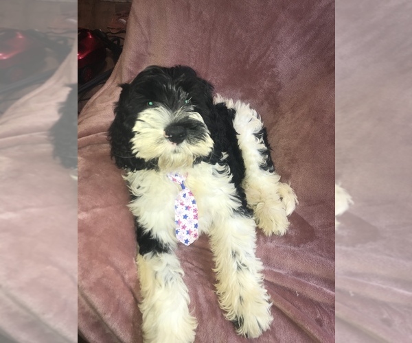 Medium Photo #1  Breeder Profile in PRICHARD, WV, USA