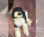 Small breeder photo